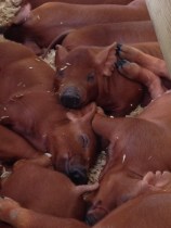 Baby pigs snoozing with their siblings