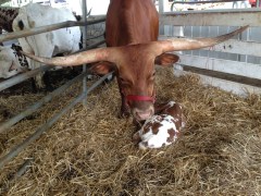 Mama Longhorn and her new calf