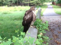 Red-tail on railing