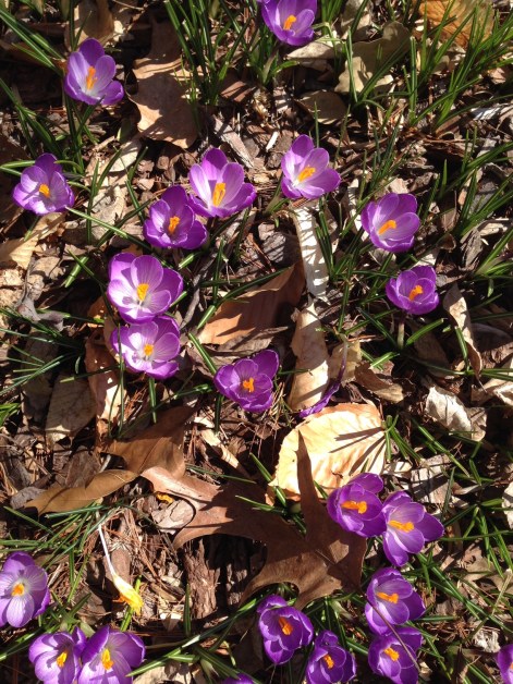 Crocuses blooming (1)