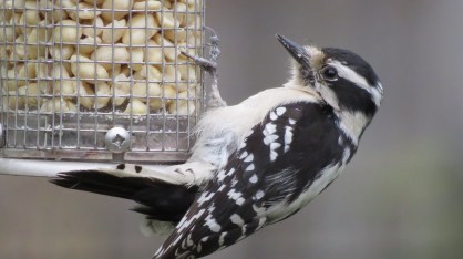 downy-woodpecker