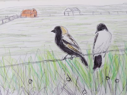 Bird-A-Thon 2016 231