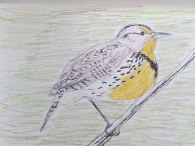 Bird-A-Thon 2016 233.JPG