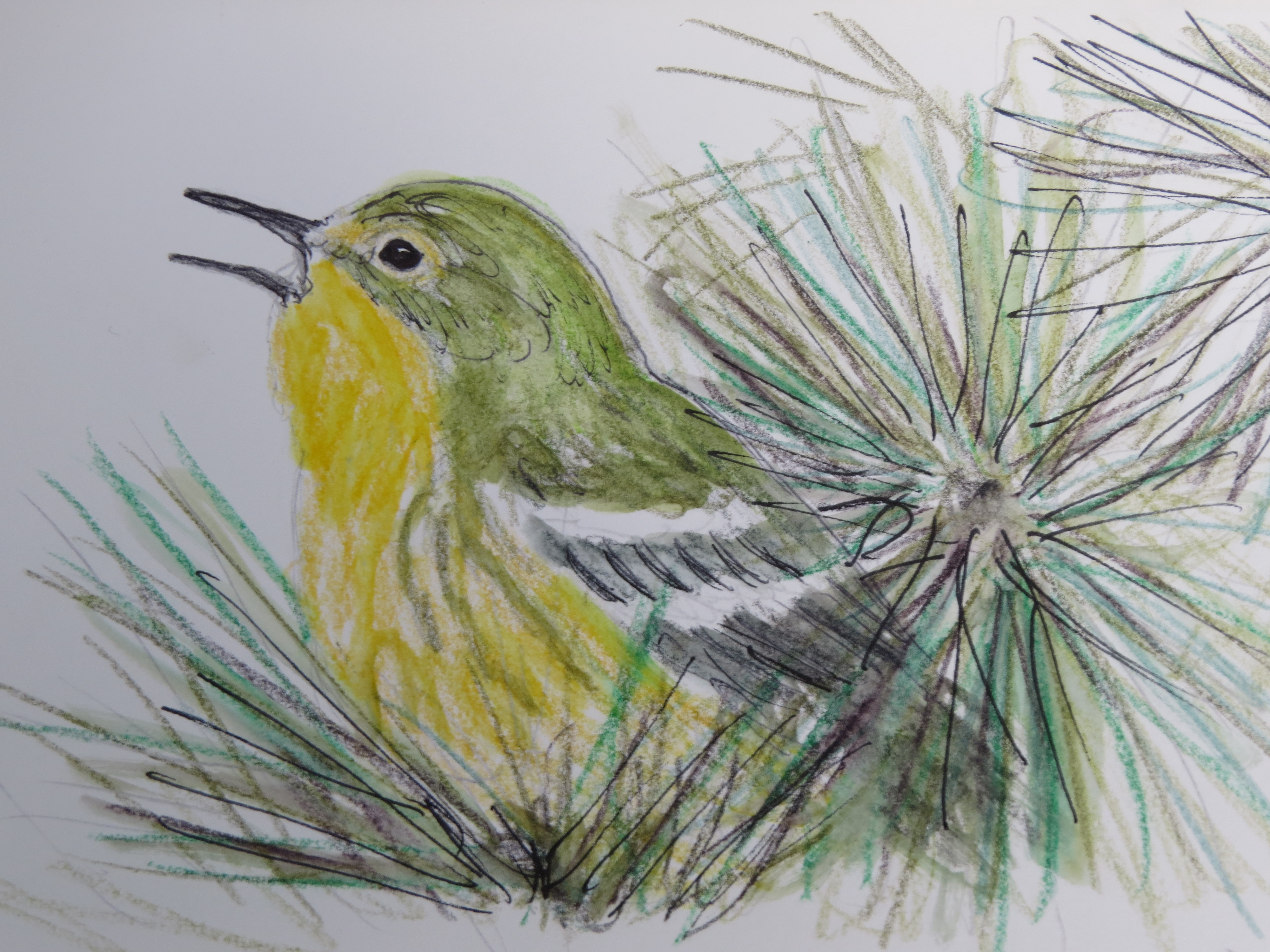 Bird-A-Thon 2016 235