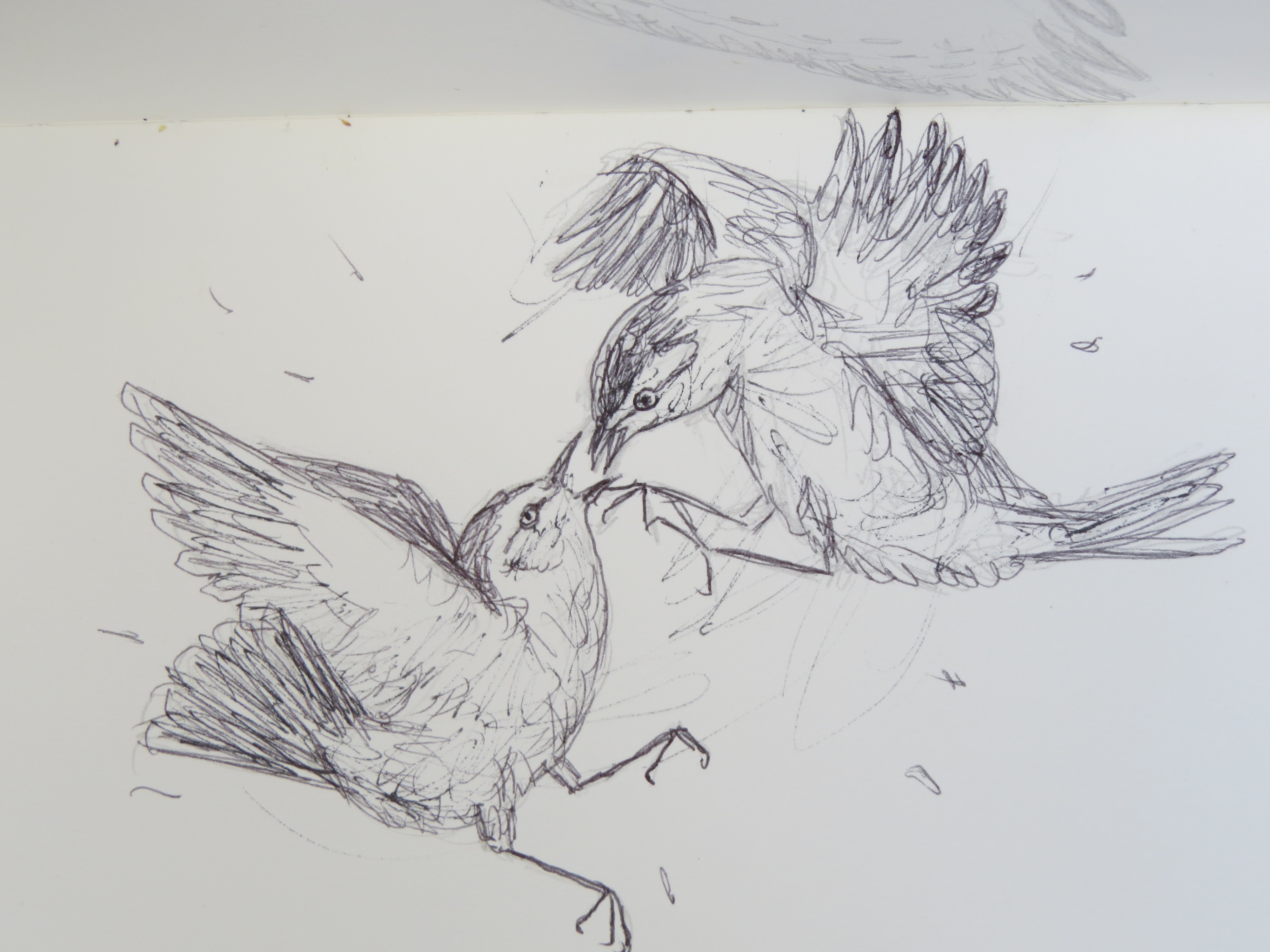 Bird-A-Thon 2016 239