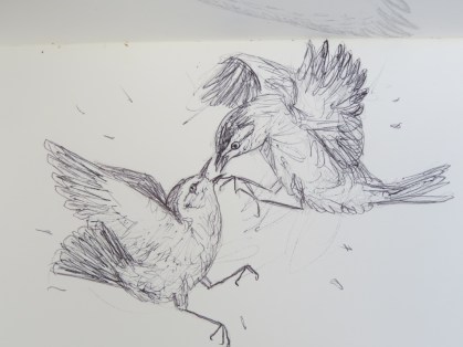 Bird-A-Thon 2016 239