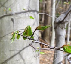 Baby beech leaves