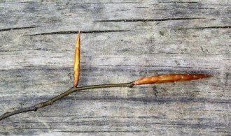 Beech leaf buds