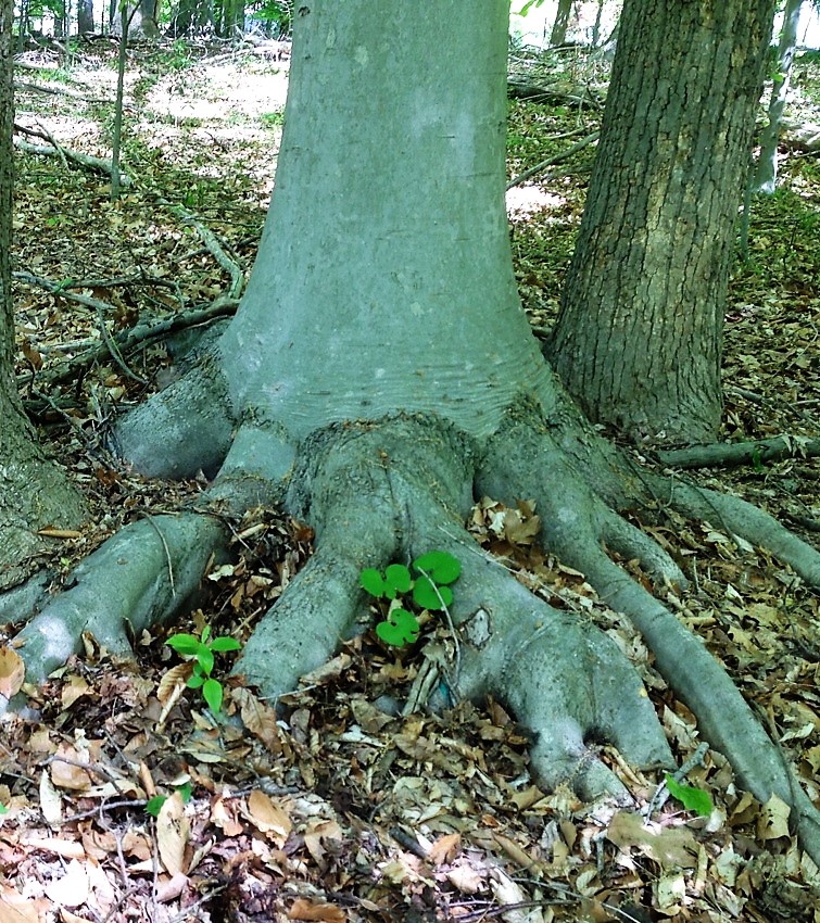 Beech roots