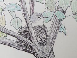 B-g Gnatcatcher on nest 2018