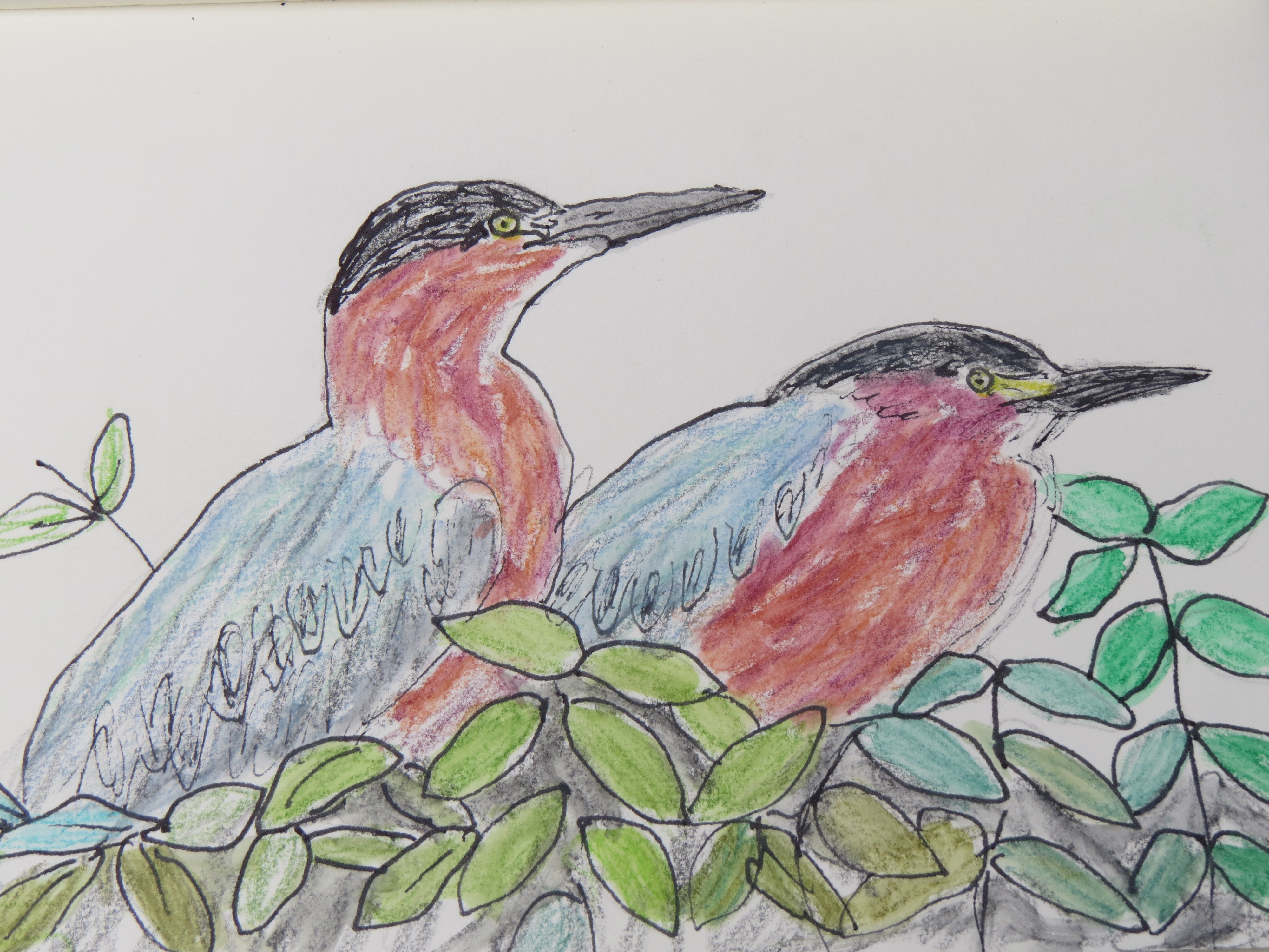 Green Herons 2018