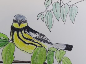 Magnolia Warbler