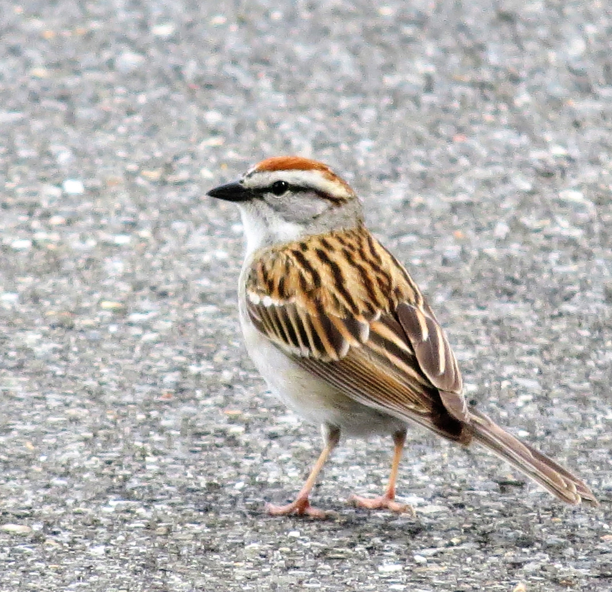 Chipping Sparrow