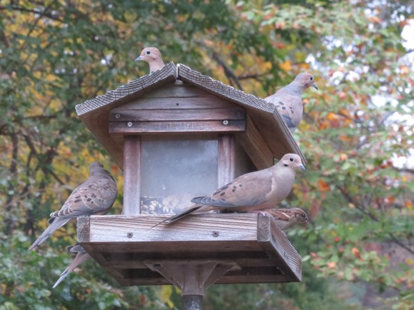 Mourning Doves and friend